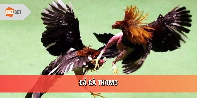 Đá gà thomo