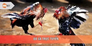 Đá gà trực tuyến