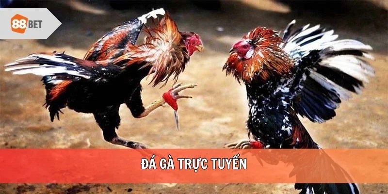 Đá gà trực tuyến