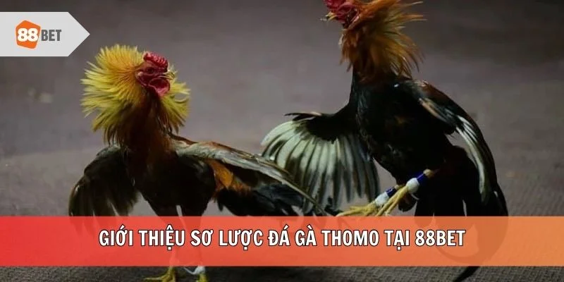 Giới thiệu sơ lược đá gà Thomo tại 88BET