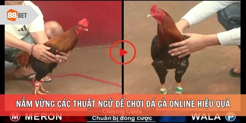 Nắm vững các thuật ngữ để chơi đá gà online hiệu quả