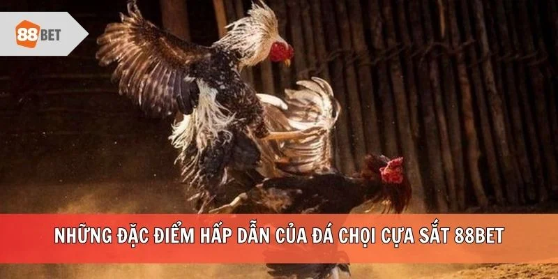 Những đặc điểm hấp dẫn của đá chọi cựa sắt 88BET