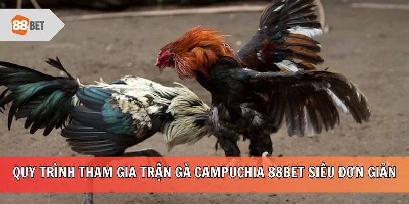 Quy trình tham gia trận gà Campuchia 88BET siêu đơn giản